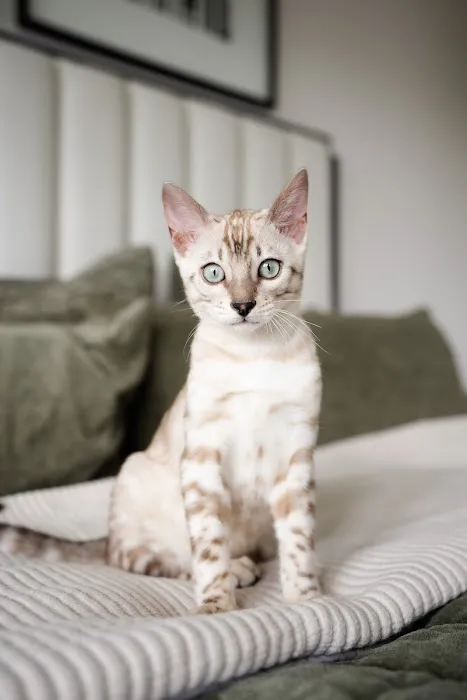 Oregon Bengal Kittens Picture 6