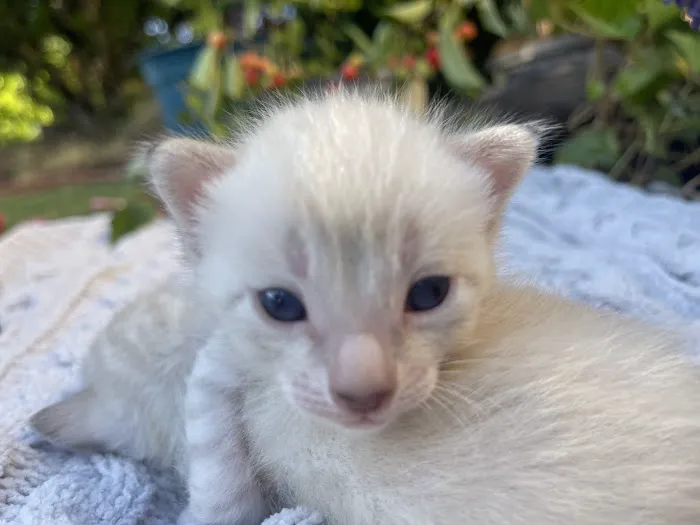 Oregon Bengal Kittens Picture 4