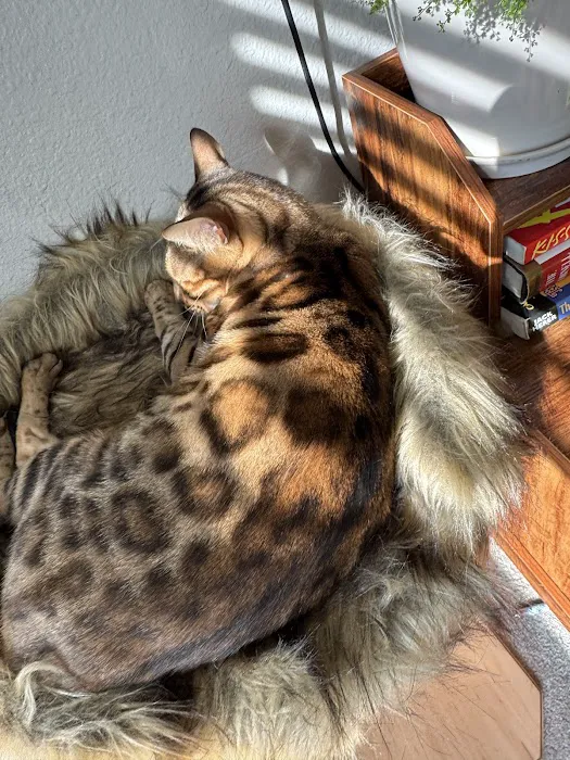 Oregon Bengal Kittens Picture 7