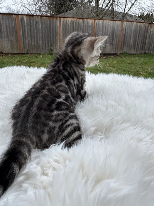 Oregon Bengal Kittens Picture 5