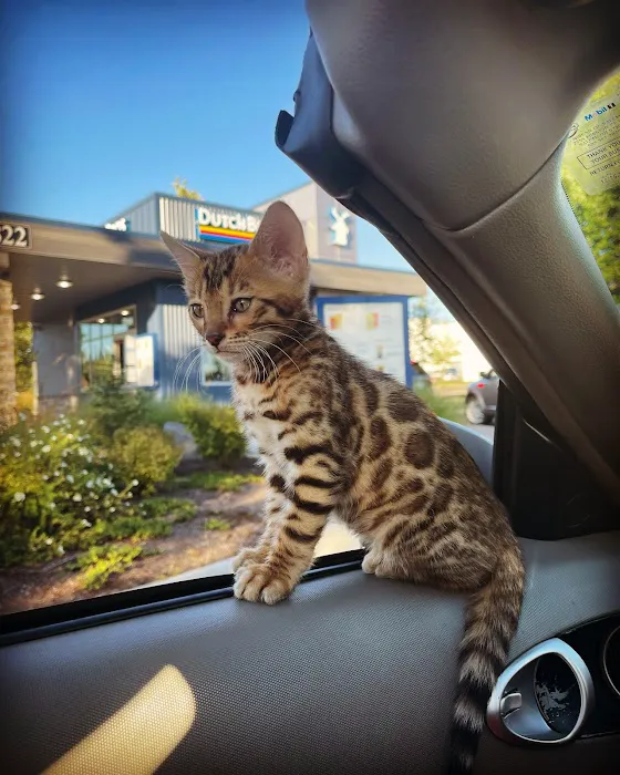 Oregon Bengal Kittens Picture 8