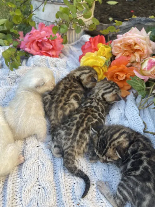 Oregon Bengal Kittens Picture 10