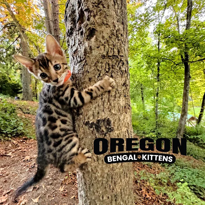 Oregon Bengal Kittens Picture 9