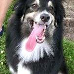 Companion Pet Clinic McMinnville