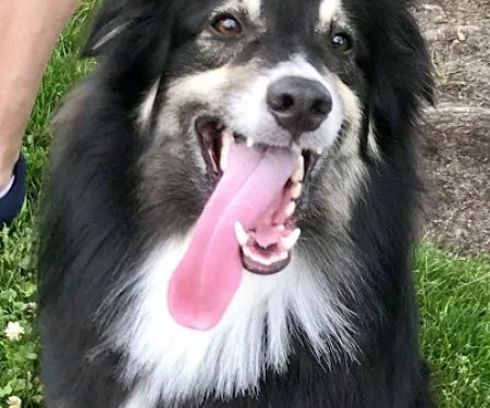 Companion Pet Clinic McMinnville