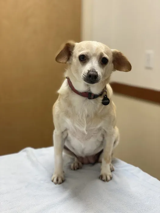 Companion Pet Clinic McMinnville Picture 3