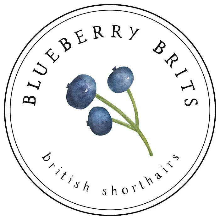 Blueberry Brits Picture 1