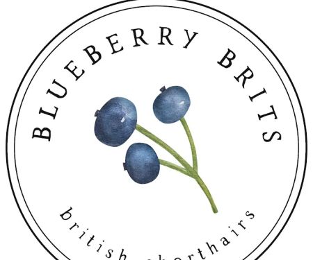 Blueberry Brits