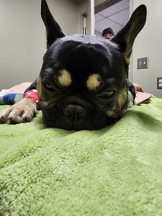 Linn Veterinary Hospital Picture 3