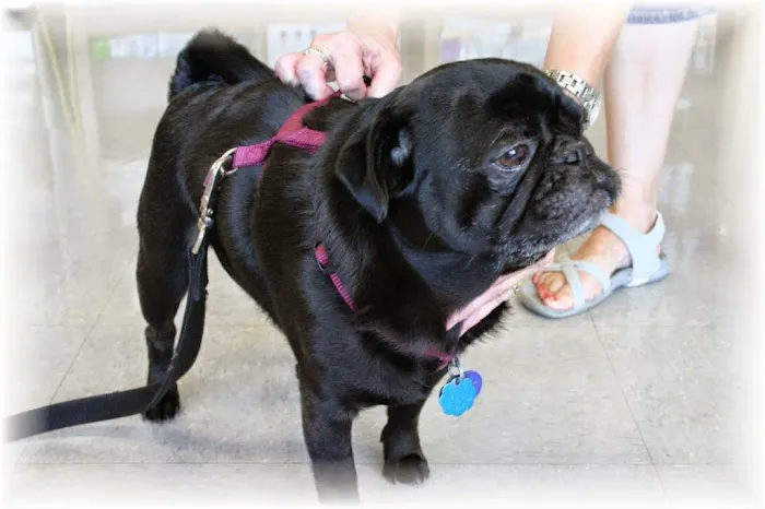 Periwinkle Pet Clinic Picture 7