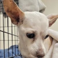 Albany Animal Hospital, Inc. Ken Fletcher, DVM and Payton Hunt, DVM ico