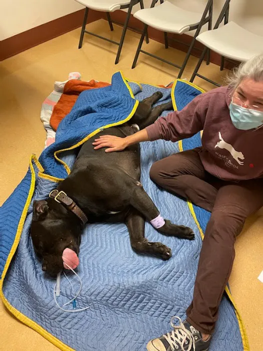 Albany Animal Hospital, Inc. Ken Fletcher, DVM and Payton Hunt, DVM Picture 4