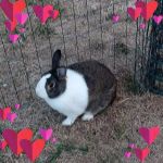 Reid Veterinary Hospital Llc: Vande Wetering Andrea DVM