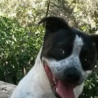 Brownsville Animal Clinic ico