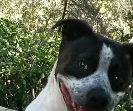 Brownsville Animal Clinic