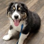 Sweet Home Veterinary Hospital