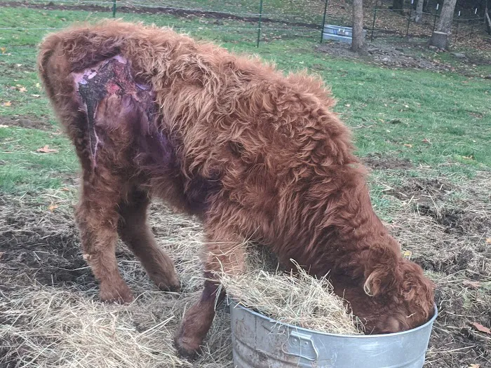 Sweet Home Veterinary Hospital Picture 8