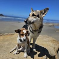 River's Edge Pet Medical Center ico