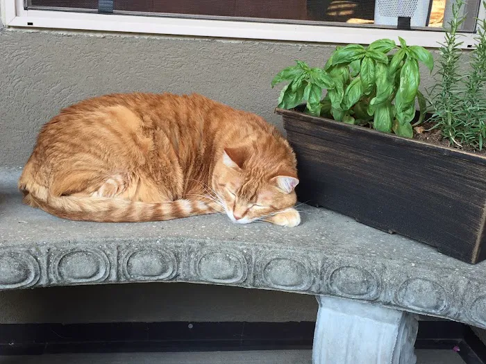For the Love-Cats Vet Clinic Picture 2