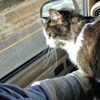 For the Love-Cats Vet Clinic ico