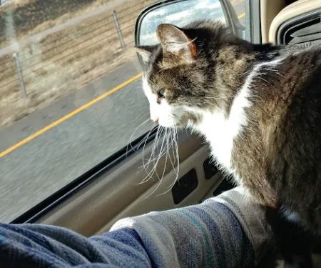 For the Love-Cats Vet Clinic