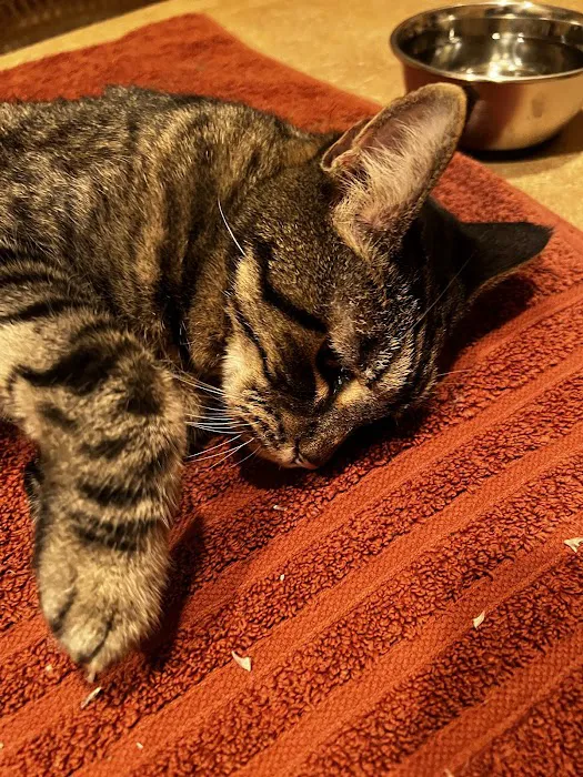 For the Love-Cats Vet Clinic Picture 6