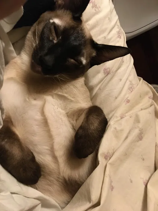 For the Love-Cats Vet Clinic Picture 4