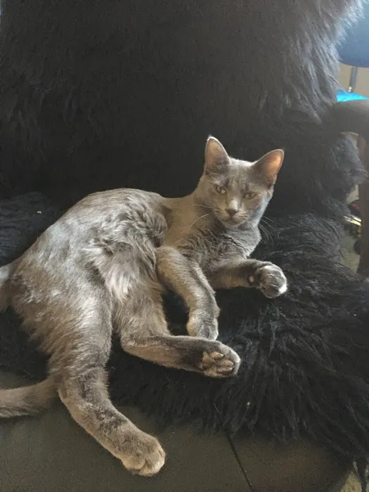 For the Love-Cats Vet Clinic Picture 5