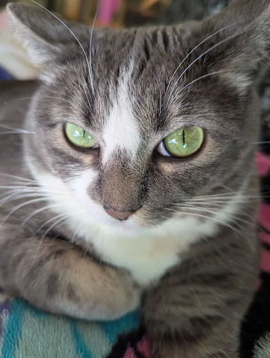 For the Love-Cats Vet Clinic Picture 7