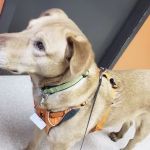 Big Thompson Animal Hospital