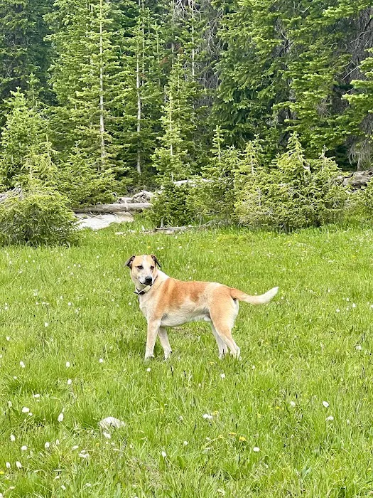 Big Thompson Animal Hospital Picture 7