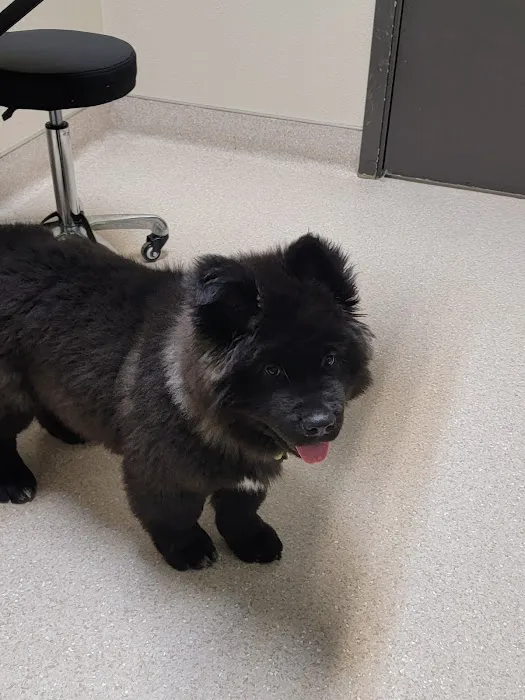 Big Thompson Animal Hospital Picture 9