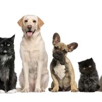 Blue Sky Animal Clinic ico
