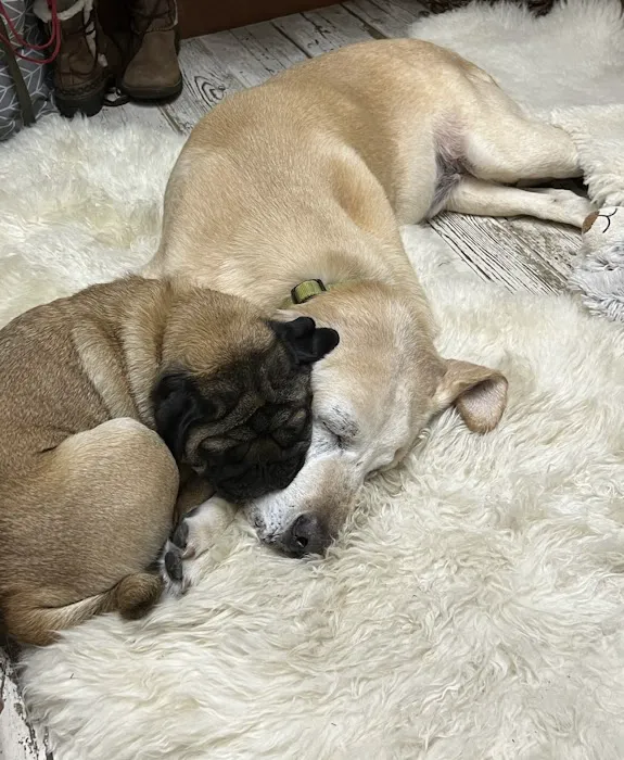 Full Circle Veterinary Care Picture 1