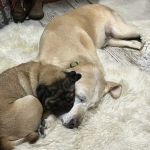 Full Circle Veterinary Care