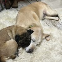 Full Circle Veterinary Care ico