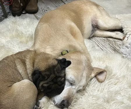 Full Circle Veterinary Care
