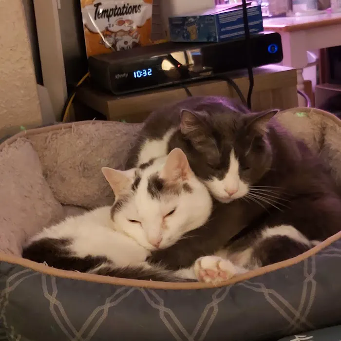 The Cat Doctor Picture 4