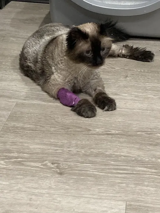 The Cat Doctor Picture 1