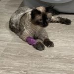 The Cat Doctor