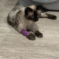 The Cat Doctor ico
