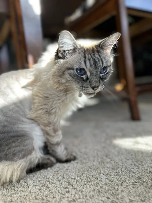 The Cat Doctor Picture 6
