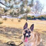 Dr. Cooney's Euthanasia Comfort Center