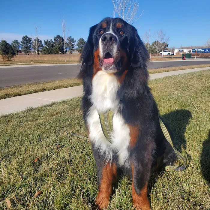 Boyd Lake Veterinary Center Picture 2