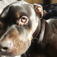 VCA Milliken Animal Hospital ico