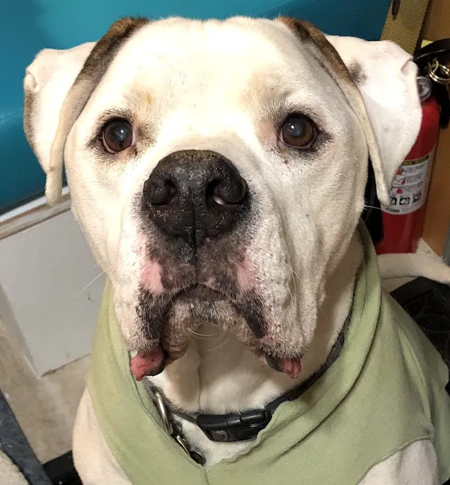 VCA Milliken Animal Hospital Picture 2