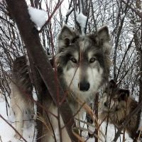Lyons Vet Clinic ico