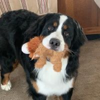 Parkway Animal Center ico