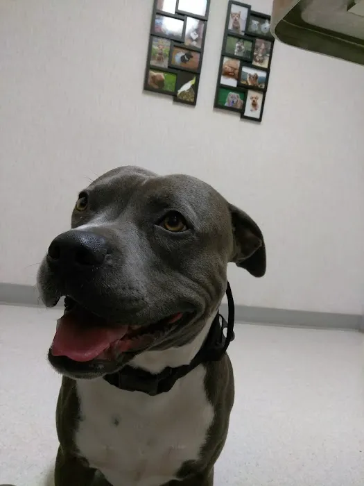 Clayton Valley Pet Hospital Picture 2