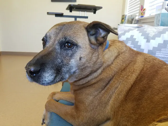 Dermatology for Animals - Walnut Creek Picture 2